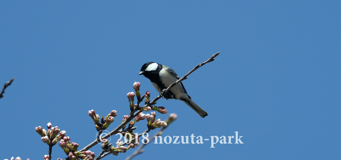 シジュウカラ