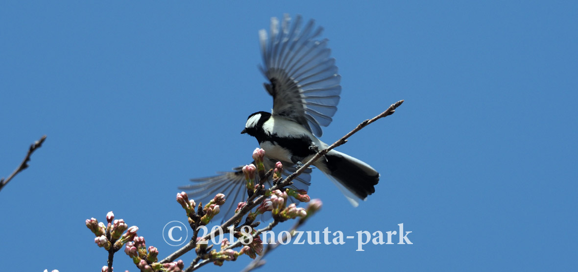 シジュウカラ