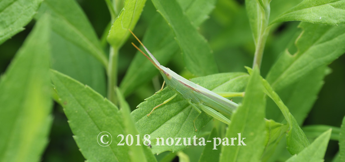 ショウリョウバッタモドキ 野津田公園の生き物図鑑