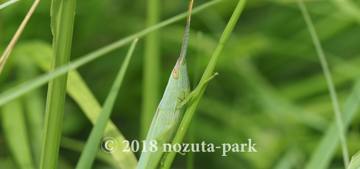 ショウリョウバッタモドキ