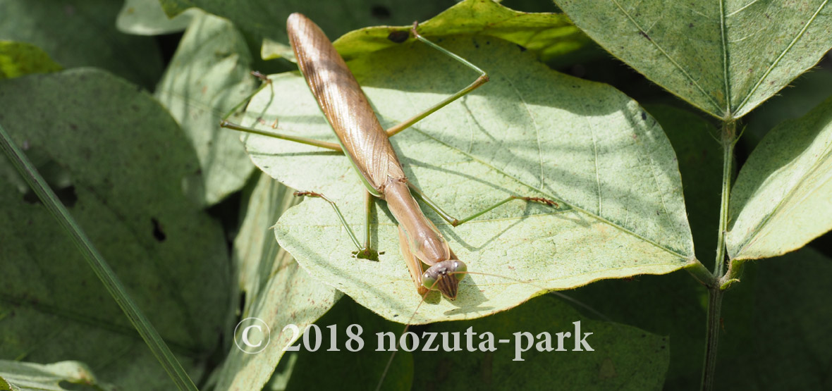 オオカマキリ