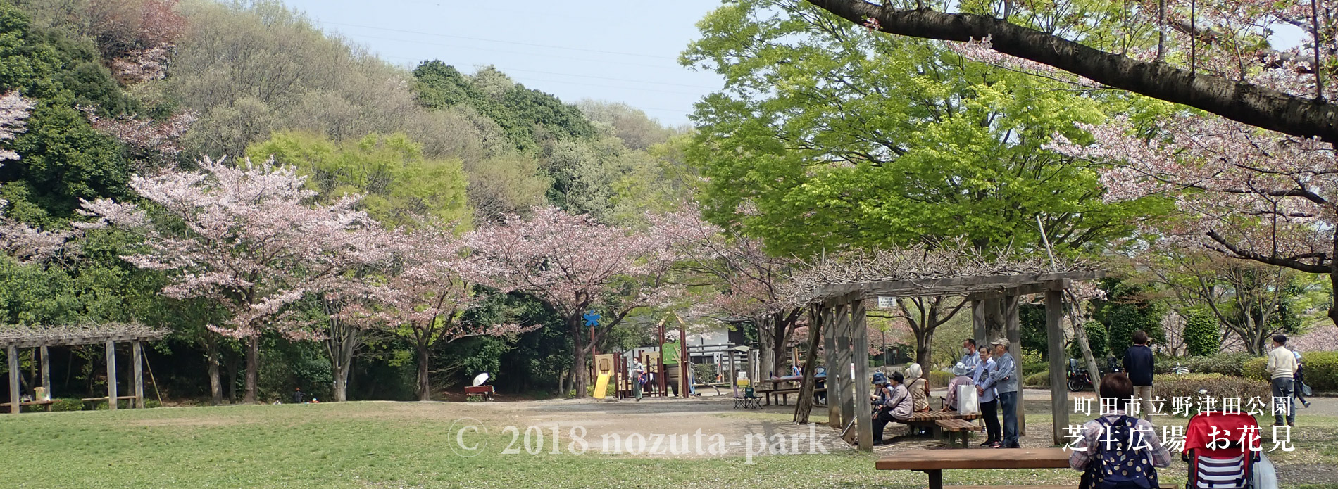 2018野津田公園お花見