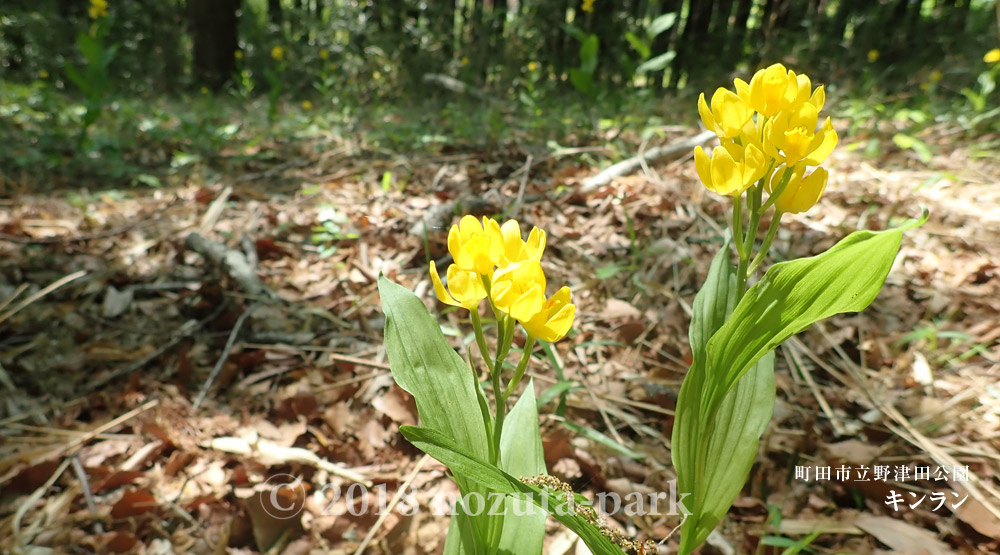 野津田公園　キンラン