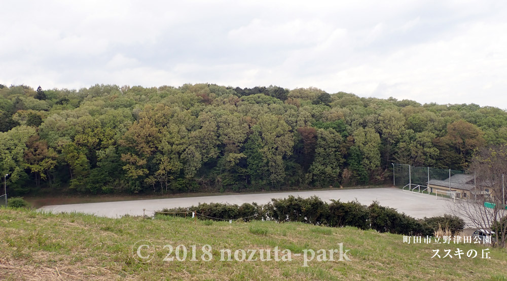 野津田公園　ススキの丘