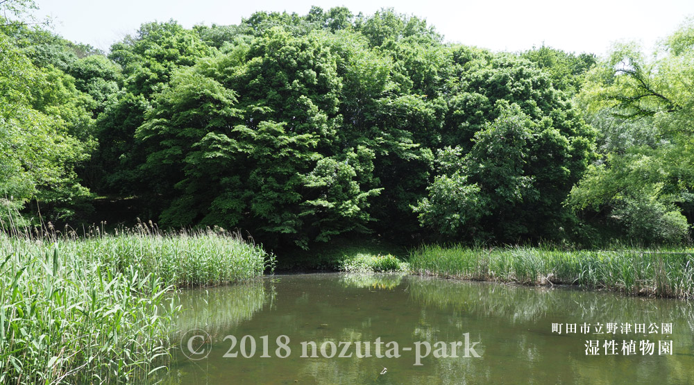 湿生植物園観察日記