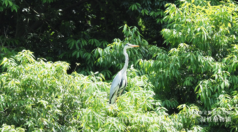 野津田公園　アオサギ