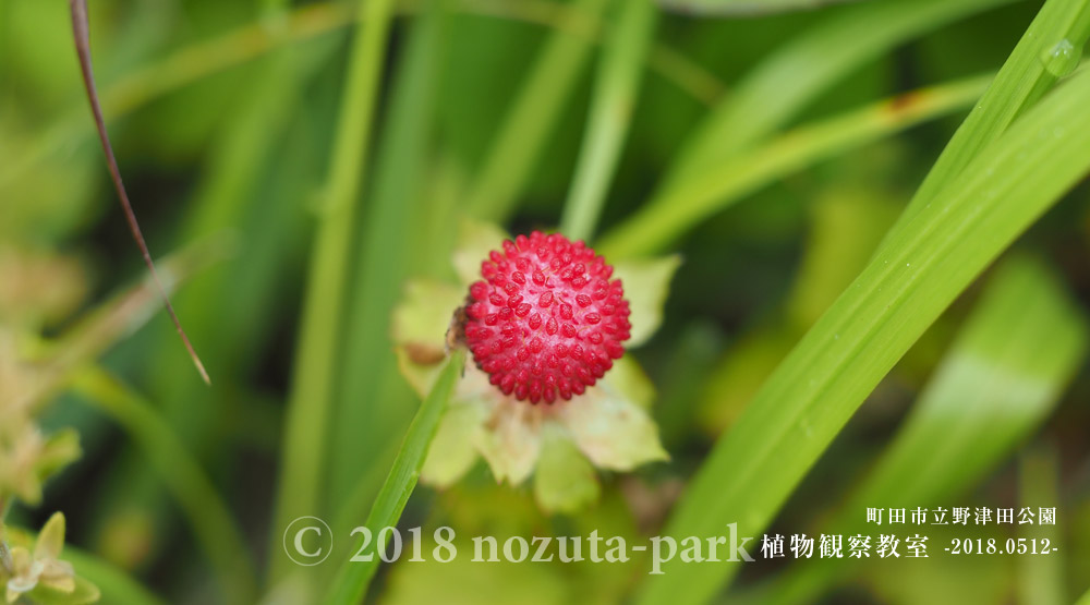 野津田公園野いちご