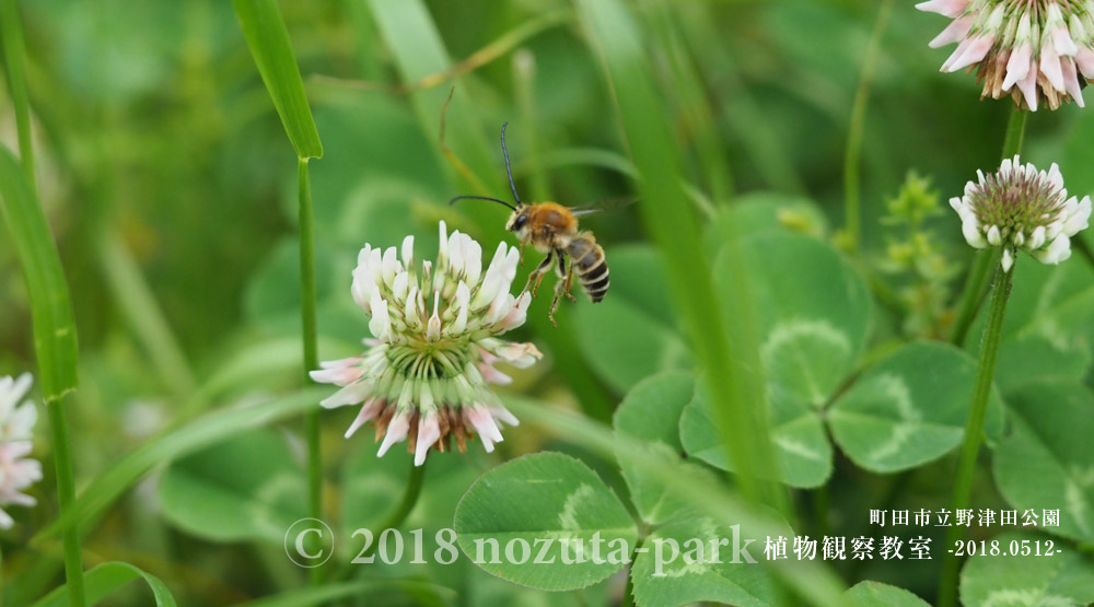 野津田公園昆虫と植物