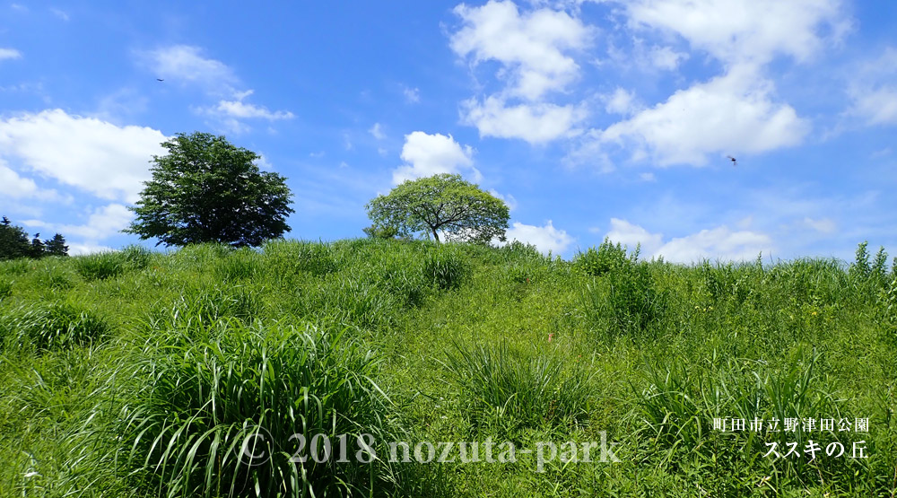 新緑の野津田公園 -園内のご紹介-