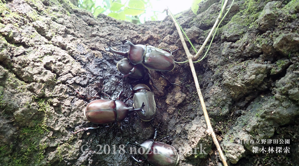 王者カブトムシ登場！ -野津田公園の昆虫観察日記-