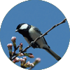夏鳥