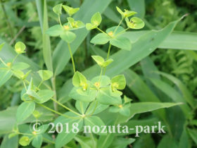 春の草花 野津田公園の生き物図鑑