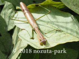 オオカマキリ