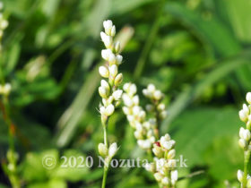 夏の草花 野津田公園の生き物図鑑