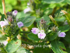 夏の草花 野津田公園の生き物図鑑