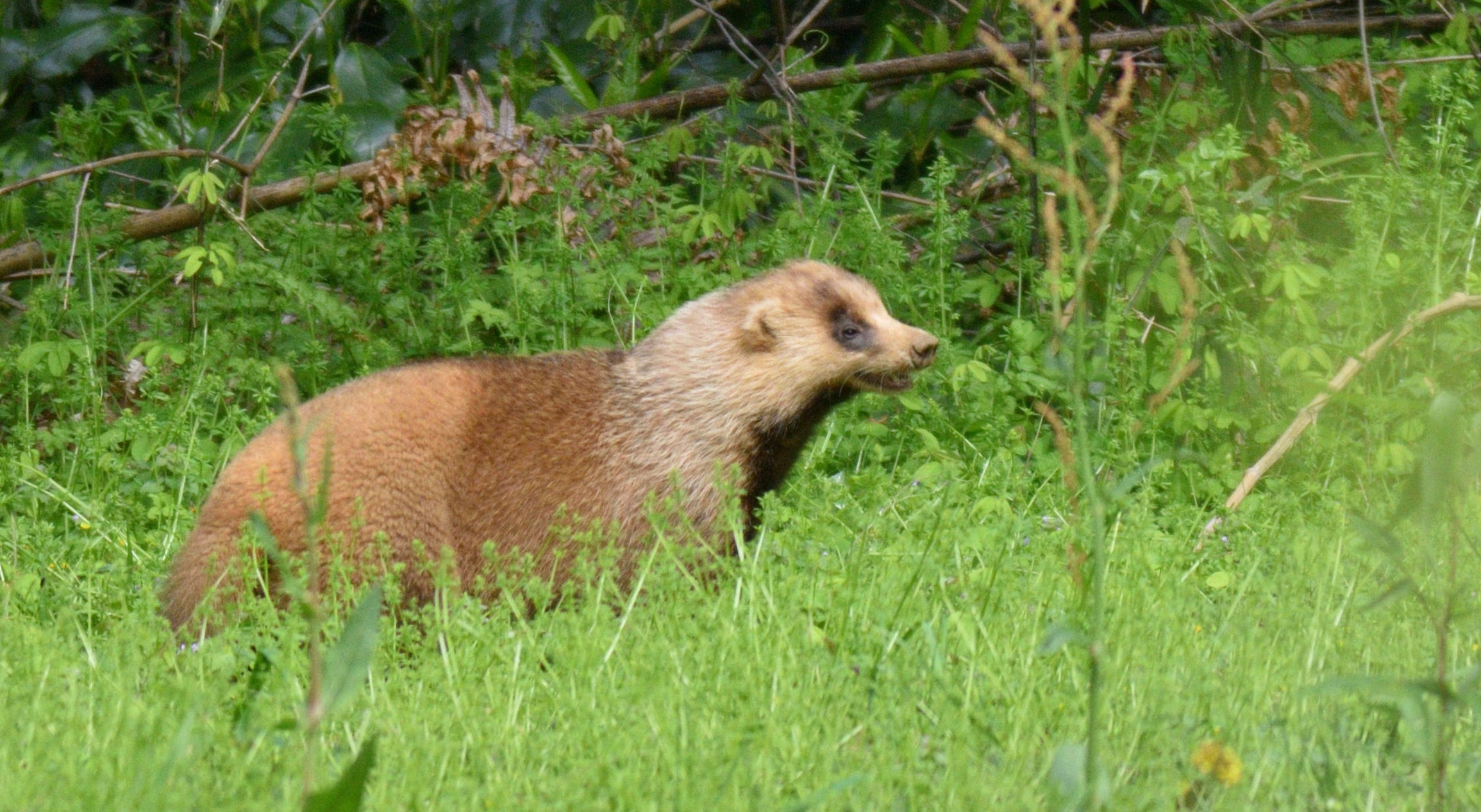 ニホンアナグマ 野津田公園の生き物図鑑