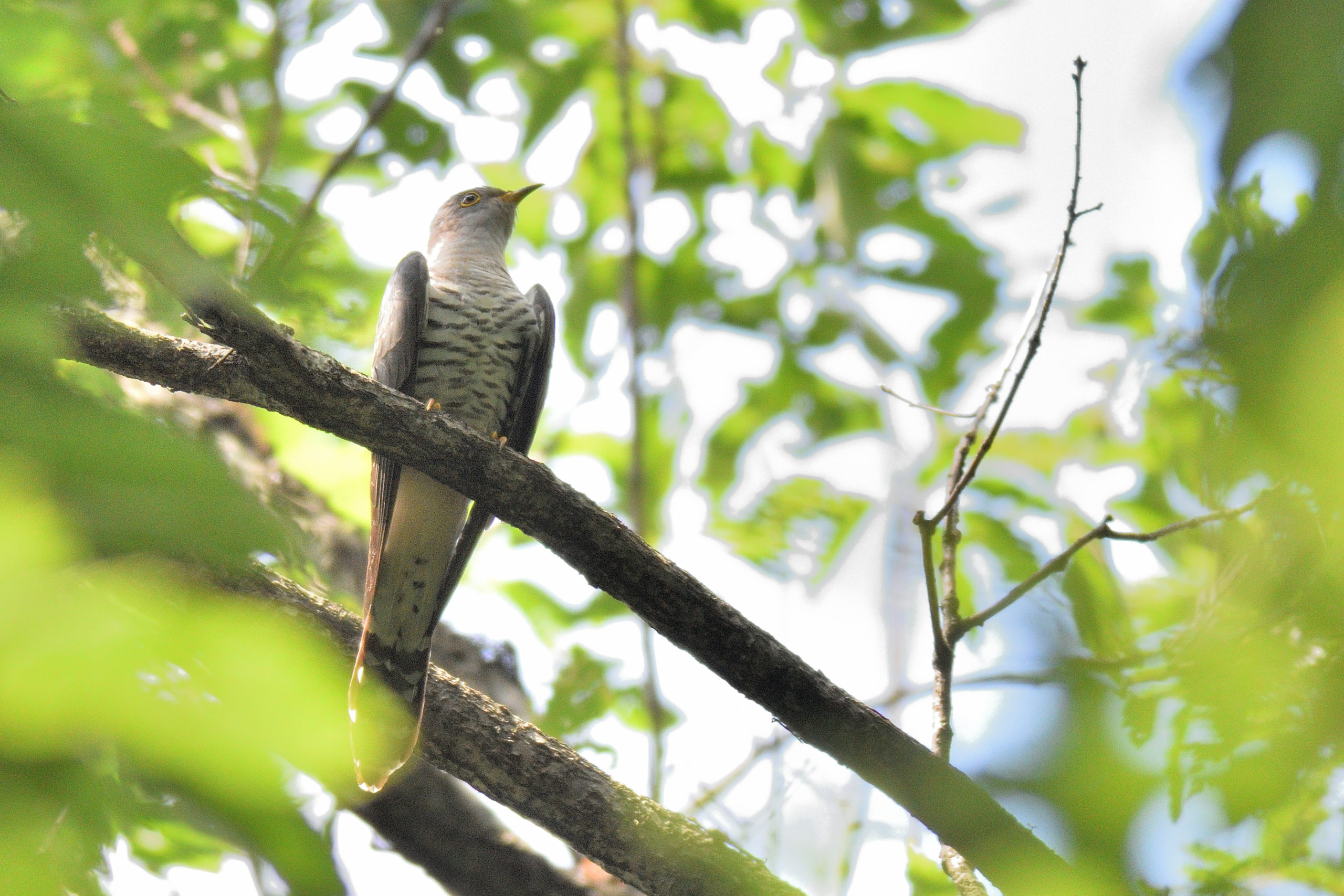 夏の鳥 ホトトギス やって来ました 野津田公園の生き物図鑑