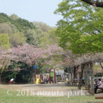 2018野津田公園お花見