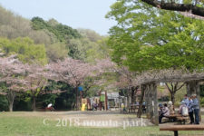 2018野津田公園お花見