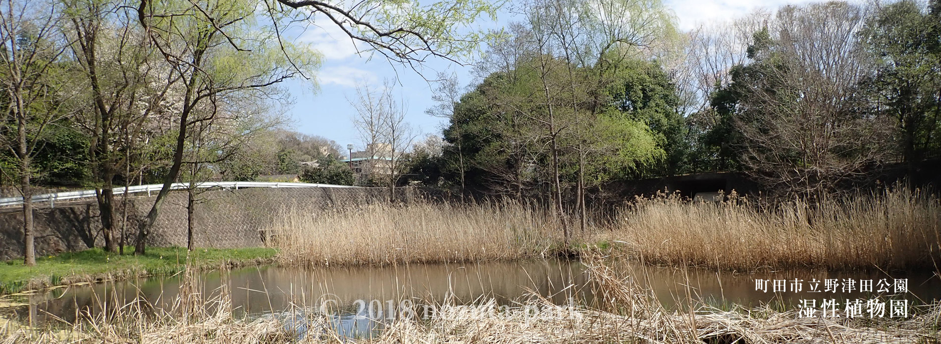 湿生植物園（湿地池）