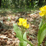 野津田公園　キンラン