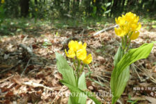 野津田公園　キンラン