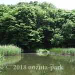 湿性植物園観察日記
