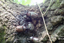 王者カブトムシ登場！ -野津田公園の昆虫観察日記-