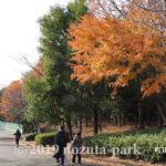 野津田公園紅葉