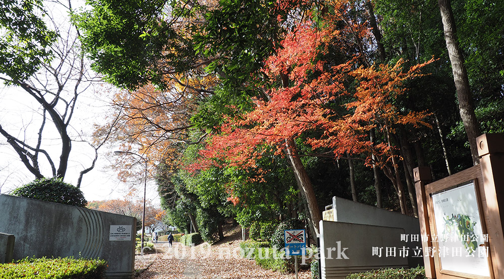 野津田公園紅葉